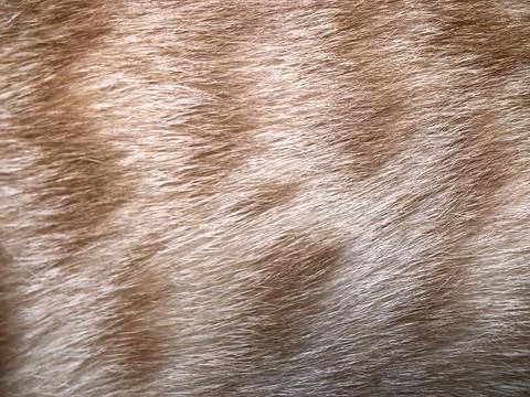 Cat fur texture background. Stock Photos