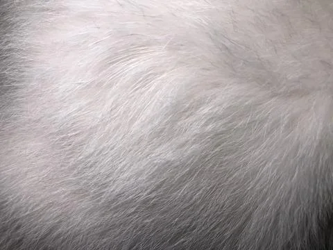 Cat fur texture background. Stock Photos