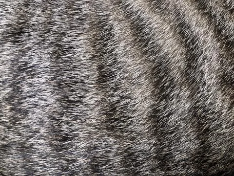 Cat fur texture background. Stock Photos