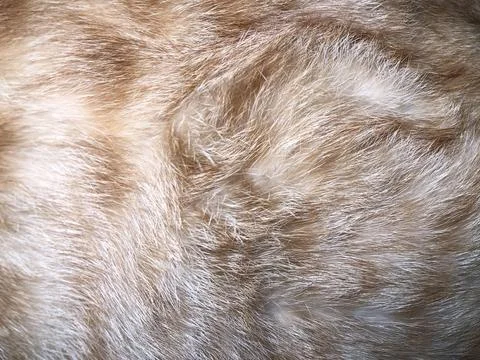 Cat fur texture background. Stock Photos