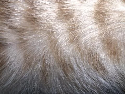 Cat fur texture background. Stock-Fotos