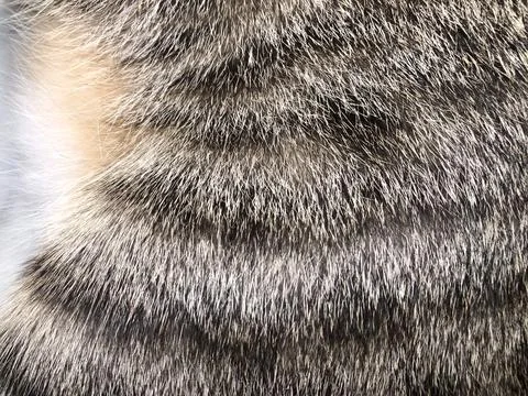 Cat fur texture background. Stock Photos