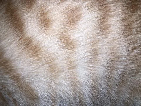 Cat fur texture background. Stock Photos