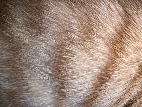 Cat fur texture background. Stock-Fotos