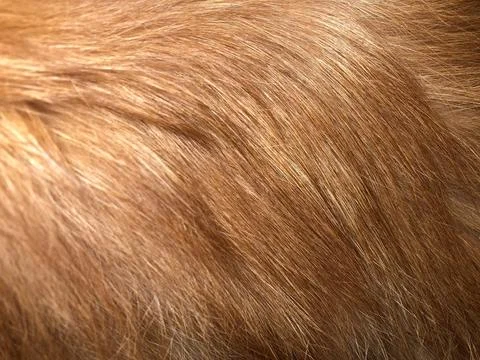Cat fur texture background. Stock Photos