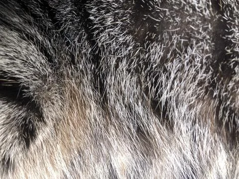 Cat fur texture background. Stock Photos