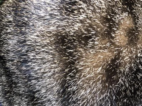 Cat fur texture background. Stock Photos