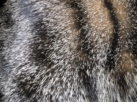 Cat fur texture background. Stock Photos