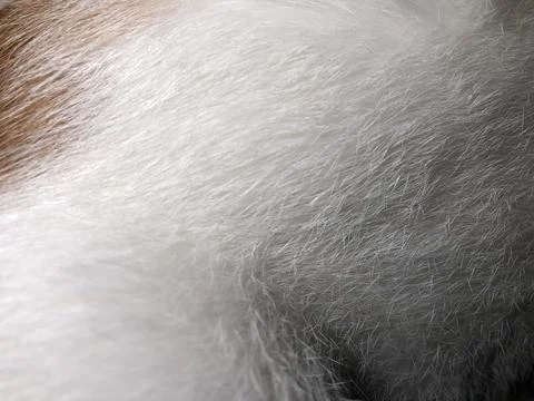 Cat fur texture background. Stock Photos