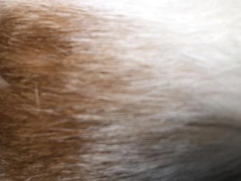 Cat fur texture background. Stock Photos