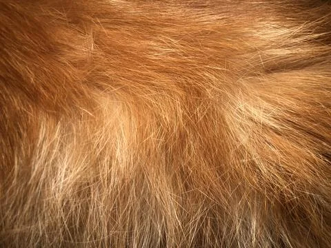 Cat fur texture background. Stock Photos
