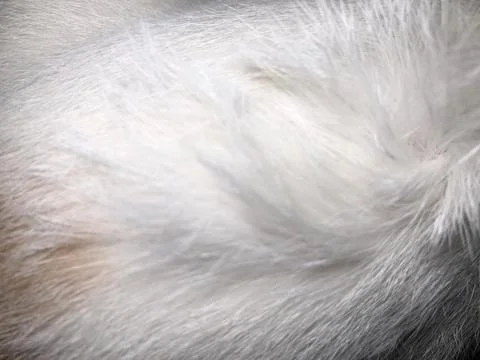 Cat fur texture background. Stock-Fotos