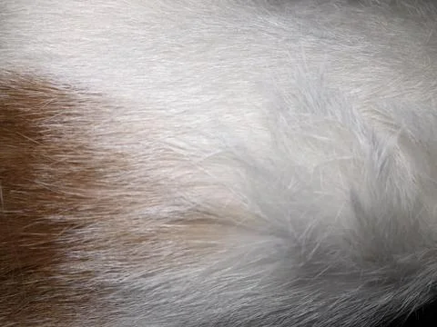 Cat fur texture background. Stock Photos