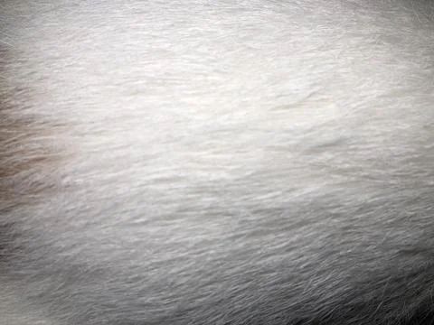 Cat fur texture background. Stock Photos