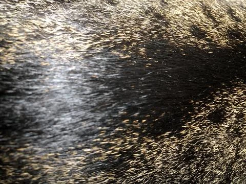 Cat fur texture background. Stock Photos