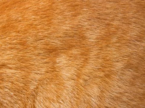 Cat fur texture Stock Photos