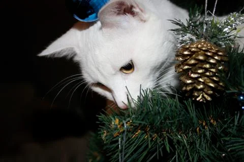 A cat on a fur-tree. Stock Photos