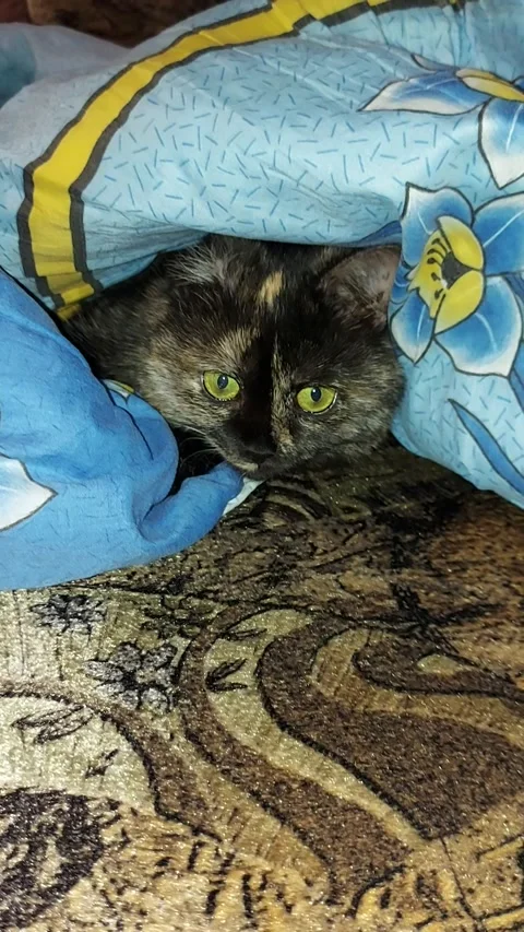 Cat games Stock Footage 172543725