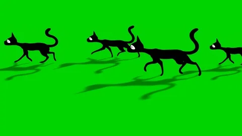 CAT GANG WALKING Stock Footage 89397439