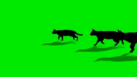 CAT GANG WALKING Stock Footage 89402791