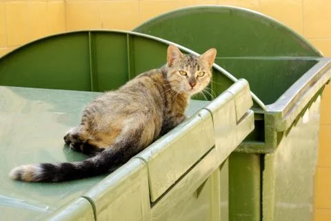 The cat in the garbage can is gray and striped lying and looking into the cam Stock Photos