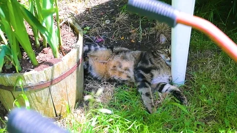 Cat in Garden 1 Stock Footage 111067316