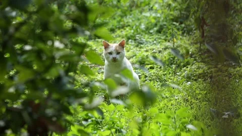 Cat in the garden 1 Stock-Footage 325852566