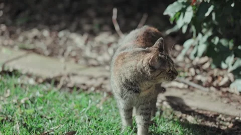 Cat in garden with bright sunlight Stock Footage 296793412