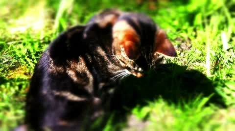 Cat in the garden Video stock 10823893