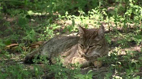 Cat in the Garden Stock Footage 11238504