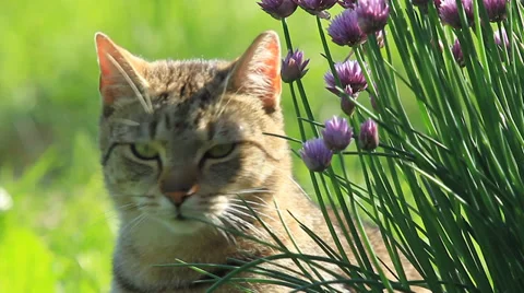 Cat in a garden Stock Footage 36176275