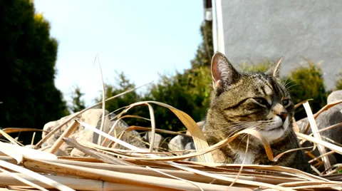 Cat on the garden Stock Footage 36890615