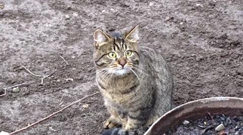 Cat in a garden Stock Footage 46657611
