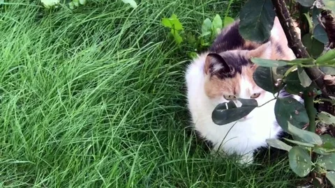 Cat  in the garden Stock Footage 82688553