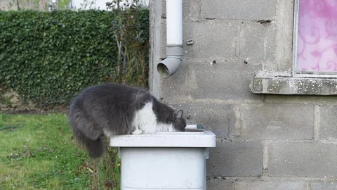 Cat in the garden Stock Footage 88477228