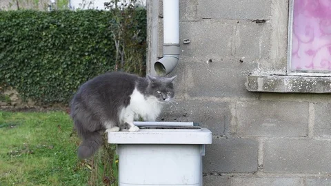 Cat in the garden Stock Footage 88477430