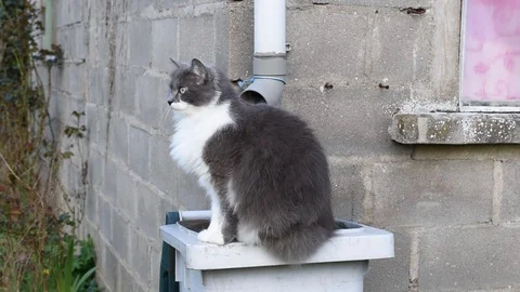 Cat in the garden Stock Footage 88477631