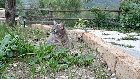 Cat in the garden Video stock 117247219