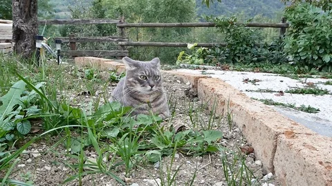 Cat in the garden Stock Footage