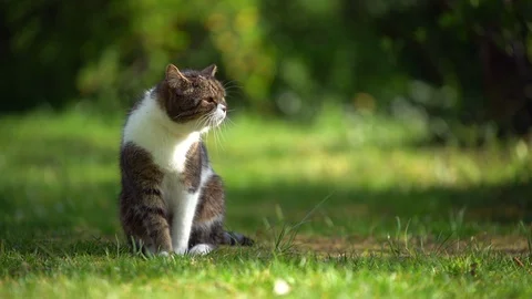 Cat in garden Stock Footage 128703771