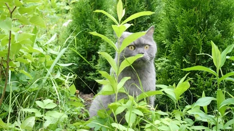 Cat In The Garden Vídeo Stock 136282942