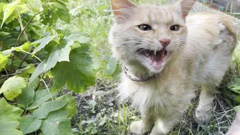 The cat in the garden Stock Footage 203969484