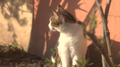 Cat in a garden Stock Footage 241348855