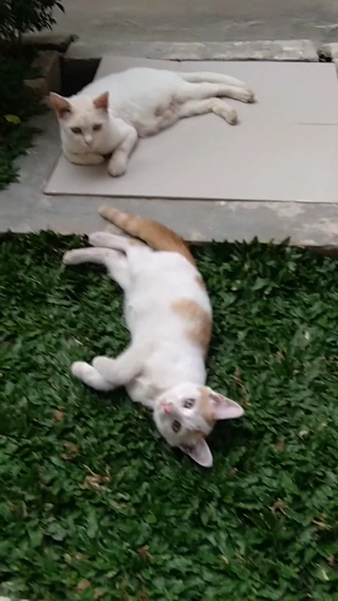 Cat in the garden Stock Footage 246960229