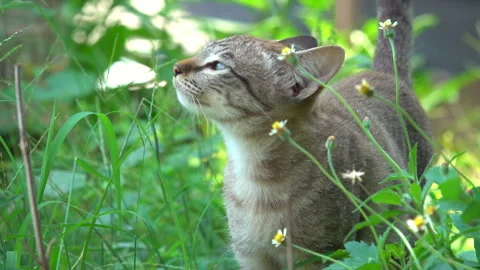 Cat in the garden 스톡 동영상 291383720