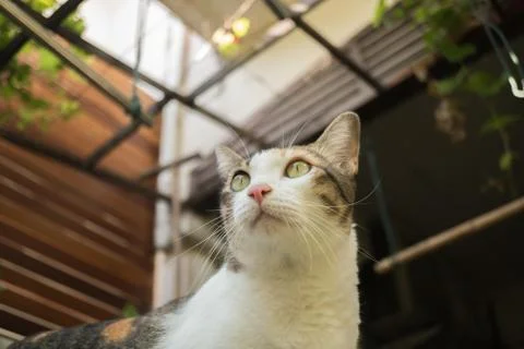 The cat in the garden is looking up. Stock Photos