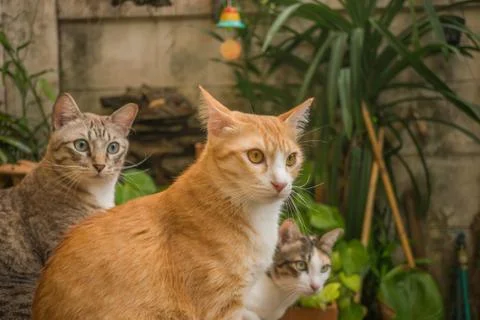 The cat in the garden is looking up. Stock Photos