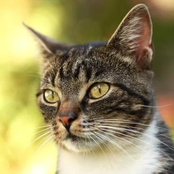 Cat in the garden Stock Photos