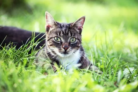 Cat in the garden Stock Photos