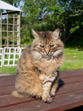 Cat in a garden Stock Photos